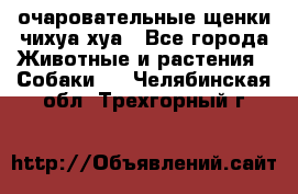 очаровательные щенки чихуа-хуа - Все города Животные и растения » Собаки   . Челябинская обл.,Трехгорный г.